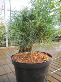 Pinus strobus Green Twist Weymouthkiefer